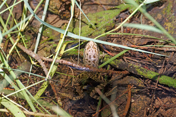 Iberian painted frog, Discoglossus galganoi