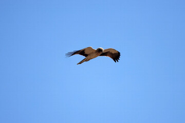 Booted eagle, Hieraaetus pennatus