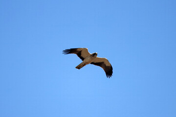 Booted eagle, Hieraaetus pennatus
