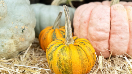 Autumn Pumpkins at Farmers Market — close-ups and wide shots of colorful harvest varieties for Halloween and Thanksgiving, rustic stalls with straw and wooden crates, stems, textures, seasonal food ba