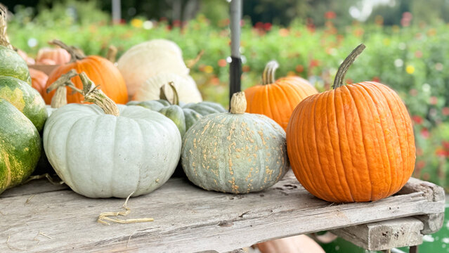 Autumn Pumpkins at Farmers Market &mdash; close-ups and wide shots of colorful harvest varieties for Halloween and Thanksgiving, rustic stalls with straw and wooden crates, stems, textures, seasonal food ba