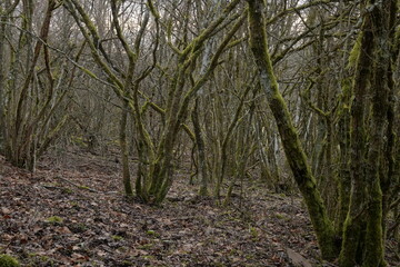 green moss on tree