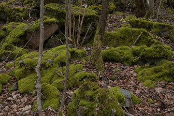 moss covered rocks