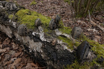 tree bark and moss