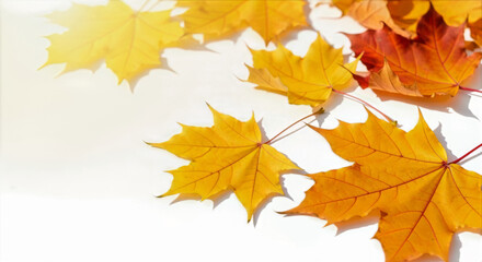 Fototapeta premium Autumn maple leaves scattered on a white surface creating a seasonal and colorful nature inspired arrangement