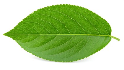Obraz premium Close-up green leaf on white