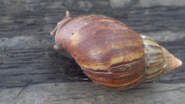The gastropod mollusk is like a pond snail in tropical forest. Borneo