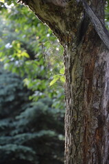 spider web on tree