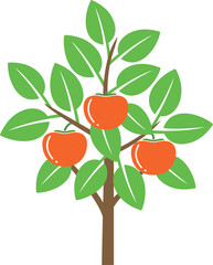 Persimmon tree. Isolated persimm tree on white background