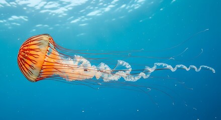 Orange Jellyfish in Ocean.