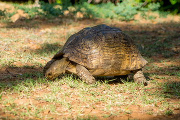 Giant turtle living in Africa. Big turtle crawling on the land in its natural habitat. Giant turtle reserve