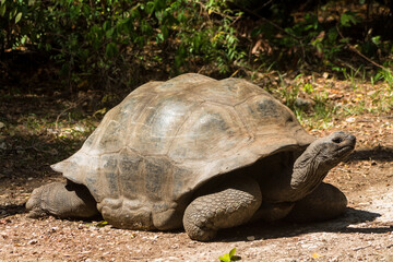 Fototapeta premium Giant turtle living in Africa. Big turtle crawling on the land in its natural habitat. Giant turtle reserve
