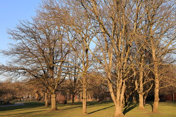 Obraz premium Abendstimmung im Kurpark in Unna-Königsborn