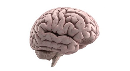 The Human Brain A Complex Organ Responsible For Thought Emotion And Cognition