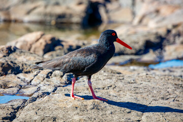 Photograph of a Sooty Oystercatcher bird searching for food amongst rocks and water along a rocky coastline in the Illawarra region on the south coast of NSW, Australia.