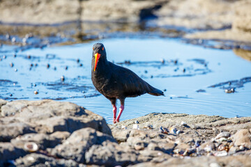 Photograph of a Sooty Oystercatcher bird searching for food amongst rocks and water along a rocky coastline in the Illawarra region on the south coast of NSW, Australia.