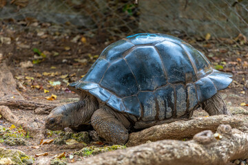 Obraz premium Giant turtle living in Africa. Big turtle crawling on the land in its natural habitat. Giant turtle reserve