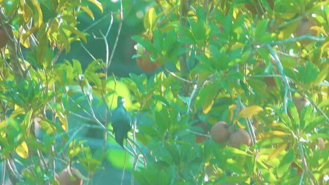 Starling Aplonis, Sturnidae in tropical forest. Borneo
