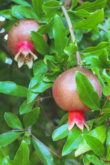 pomegranate on tree