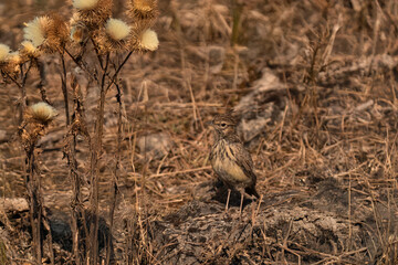 Crested lark perched near dry thistles, standing on a rock among golden vegetation.