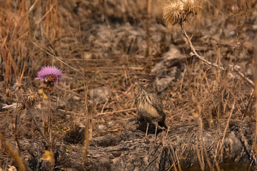 Crested lark standing beside a purple thistle flower, camouflaged among dry grass in a rural landscape.