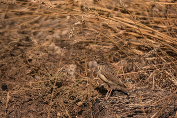 Crested lark among dry wheat stalks, perfectly adapted to its rural environment.