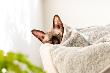 Cat sphinx resting comfortably wrapped in a soft blanket during a sunny afternoon at home