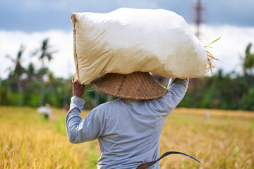 Harvest season in a rice field. An Asian farmer carries a bag of mowed rice on his head.