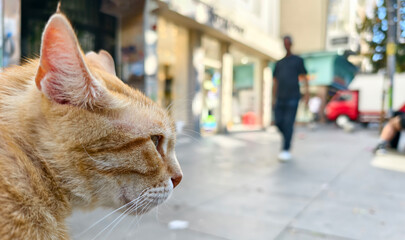 Cute cat watching the city views