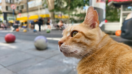 Cute cat watching the city views