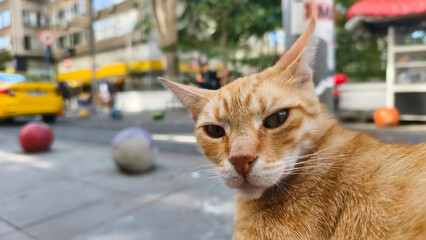 Cute cat watching the city views