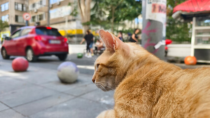 Cute cat watching the city views