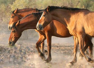 Wild Horses in the Desert 