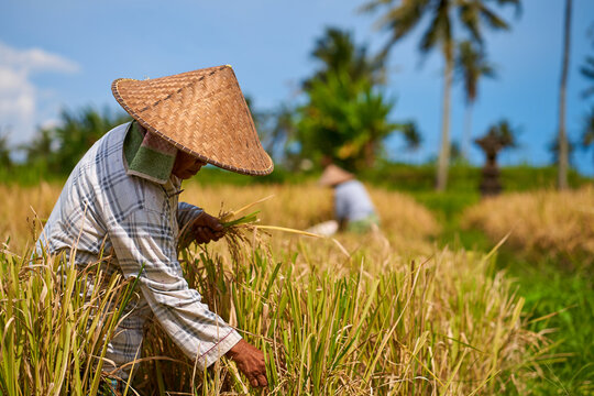 Emotional portrait of an Asian farmer wearing a straw hat and holding a sickle knife and cutting rice stalks in the field on a hot day.