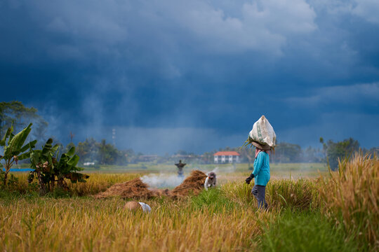 Harvest season in a rice field. An Asian farmer carries a bag of mowed rice on his head.
