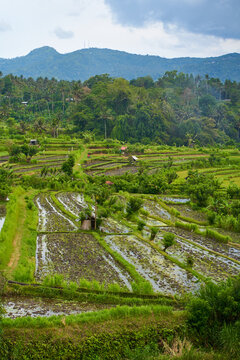 Panorama of the amazing landscape of Asian rice terraces. Palm trees in a rice paddy on the island of Bali. A view of the bright green rice fields.