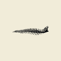 skeleton of spine