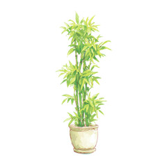 Fototapeta premium Lush green bamboo plant in decorative pot isolated on white background