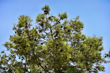 Pine tree (Pinus) with numerous cones against a bright, clear blue sky in Cyprus. 