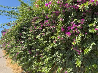 Bougainvillea Flowers in Bloom with Green Leaves. Close-up and wide shots of vibrant bougainvillea flowers in full bloom, with rich green leaves and bright magenta petals under Mediterranean sunlight.