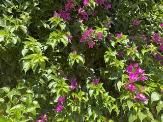 Bougainvillea Flowers in Bloom with Green Leaves. Close-up and wide shots of vibrant bougainvillea flowers in full bloom, with rich green leaves and bright magenta petals under Mediterranean sunlight.