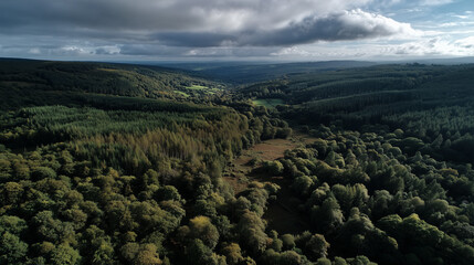 Aerial view over the Forest