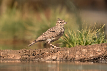 Close-up of a wild bird in its natural habitat, perched and blending with the surrounding environment