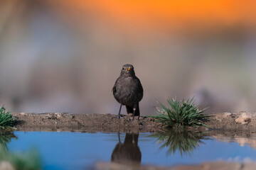 Close-up of a wild bird in its natural habitat, perched and blending with the surrounding environment