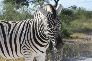 Steppenzebra (Equus quagga) im Etoscha Nationalpark