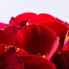 Close-up of many deep red rose petals