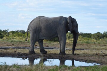 Afrikanischer Elefant (loxodonta africana) am Wasserloch Tsumcor im Etoscha Nationalpark in Namibia. 