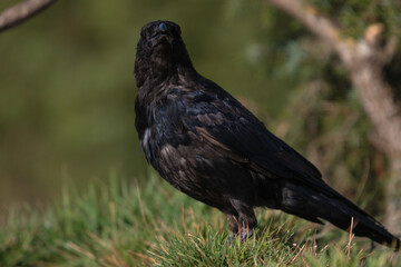 Close-up of a wild bird in its natural habitat, perched and blending with the surrounding environment