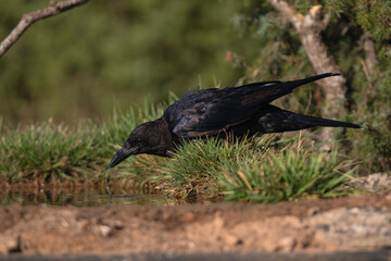 Obraz premium Close-up of a wild bird in its natural habitat, perched and blending with the surrounding environment