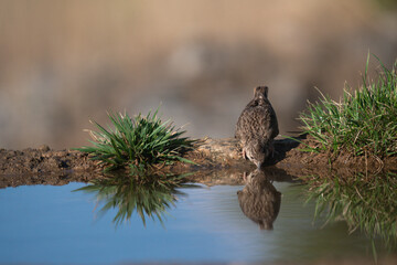 Close-up of a wild bird in its natural habitat, perched and blending with the surrounding environment